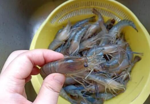 儿童食谱家常菜之草虾的做法5