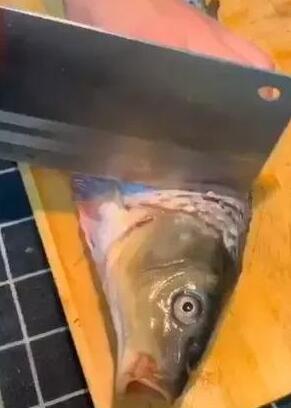 鲤鱼1