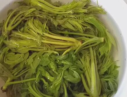 香椿鱼4