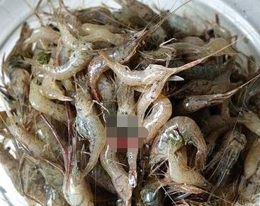椒盐油酥河虾3