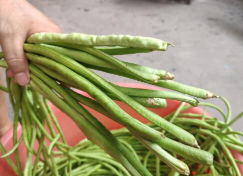 长豆角怎么做好吃 晒干豆角的做法4